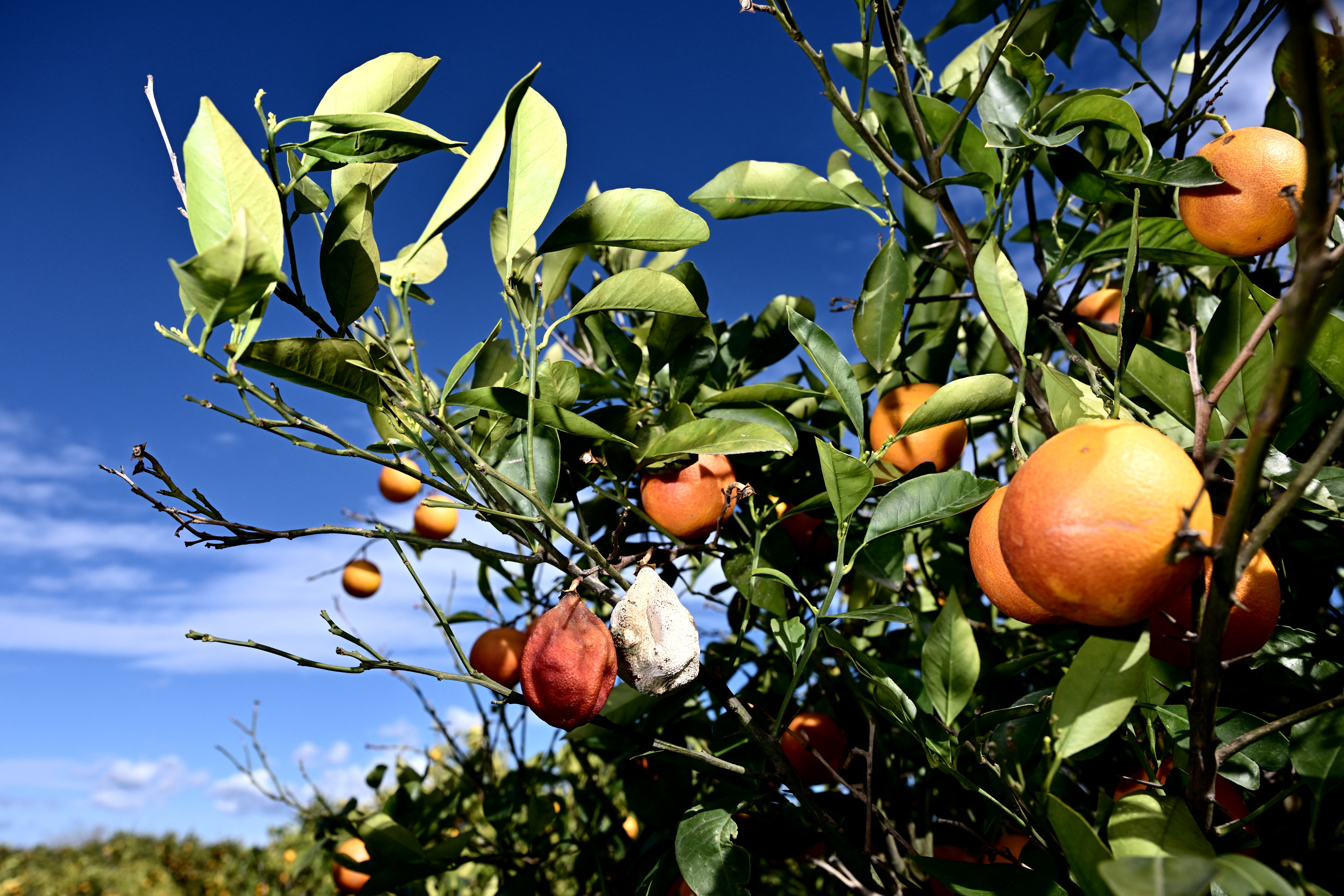 Experts have predicted that oranges could be grown in the UK by 2080