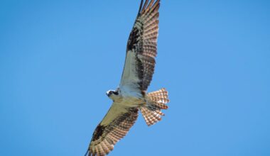 Osprey spotted flying overhead in Warrington suburb