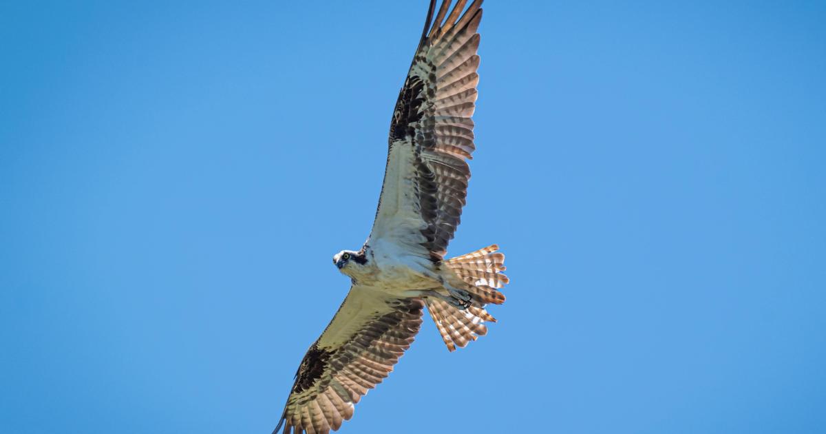 Osprey spotted flying overhead in Warrington suburb
