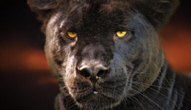 Video appears to show big cat spotted in Powys countryside