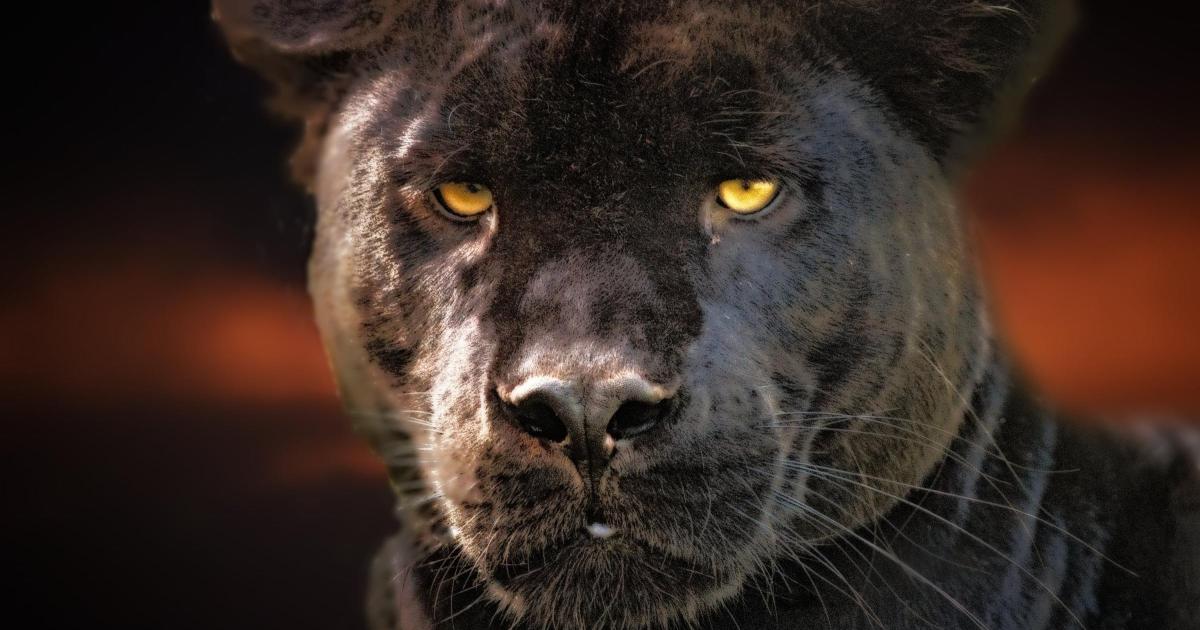 Video appears to show big cat spotted in Powys countryside