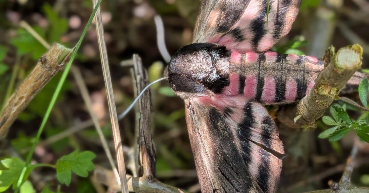 Privet hawkmoth found in Benfield Hill Nature Reserve.