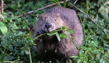 Suffolk farmers and NFU debate return of beavers to county