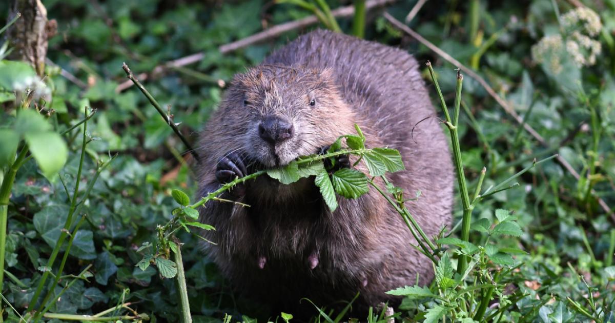 Suffolk farmers and NFU debate return of beavers to county