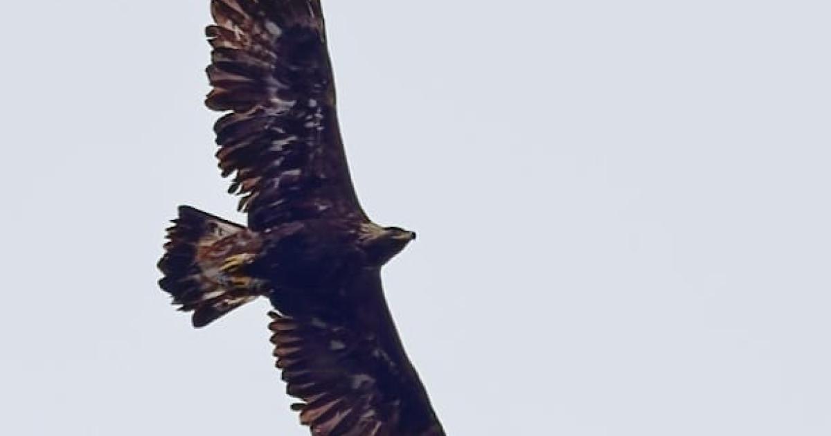 Golden eagle found with shotgun injuries - police launch investigation