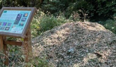 Woodchips dumped at conservation kill native plants