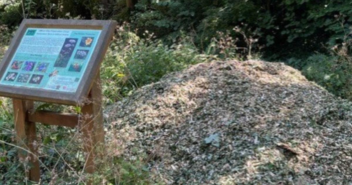 Woodchips dumped at conservation kill native plants