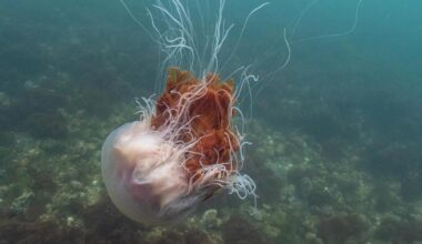 Amazing footage captures marine life off Sheringham coast