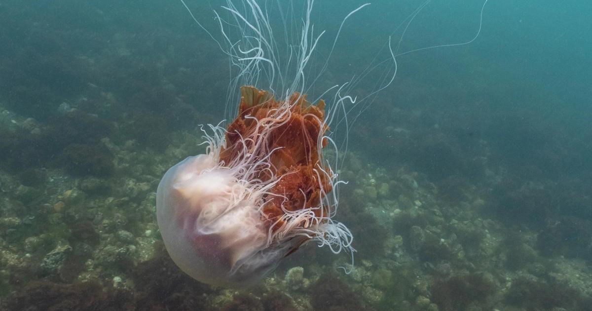 Amazing footage captures marine life off Sheringham coast