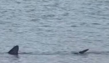Basking shark spotted swimming off Weymouth Beach