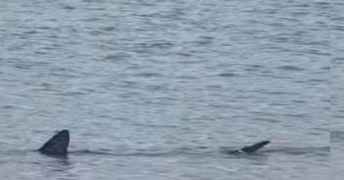 Basking shark spotted swimming off Weymouth Beach