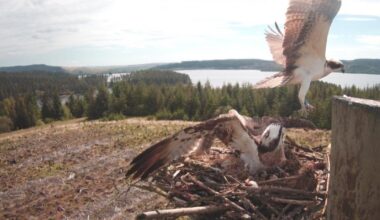 Tweed Valley Osprey Project welcomed two baby chicks