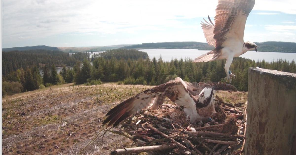 Tweed Valley Osprey Project welcomed two baby chicks
