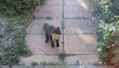 Rare pine marten spotted in Sussex for first time in century