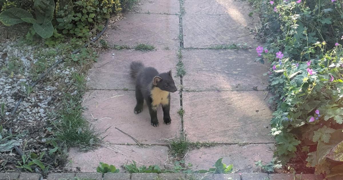 Rare pine marten spotted in Sussex for first time in century