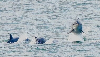 Dolphins delight visitors near Sunderland’s Roker Pier