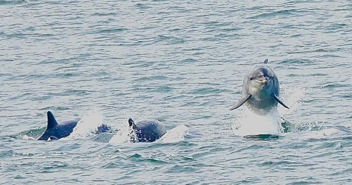 Dolphins delight visitors near Sunderland’s Roker Pier