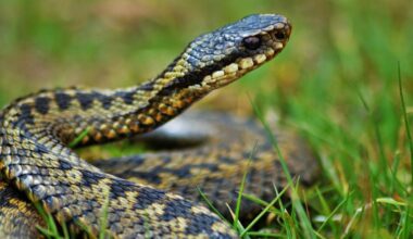 Venomous snakes spotted at Orchard Meadows park Southminster