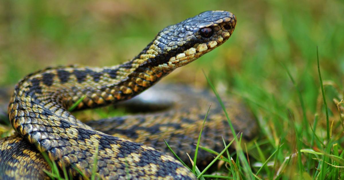 Venomous snakes spotted at Orchard Meadows park Southminster