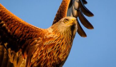 Red Kite meets resistance as it flies over Wharfedale