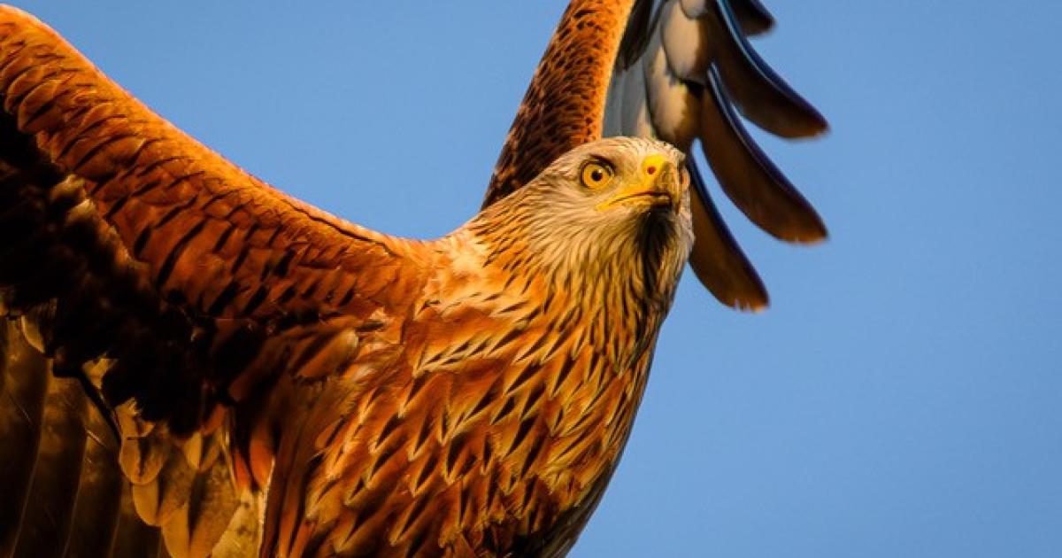 Red Kite meets resistance as it flies over Wharfedale