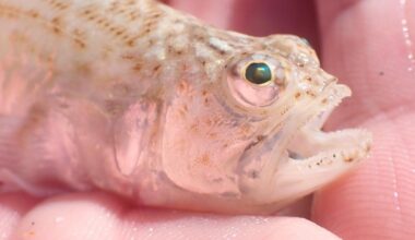 Dorset beachgoers share painful memories of weever fish
