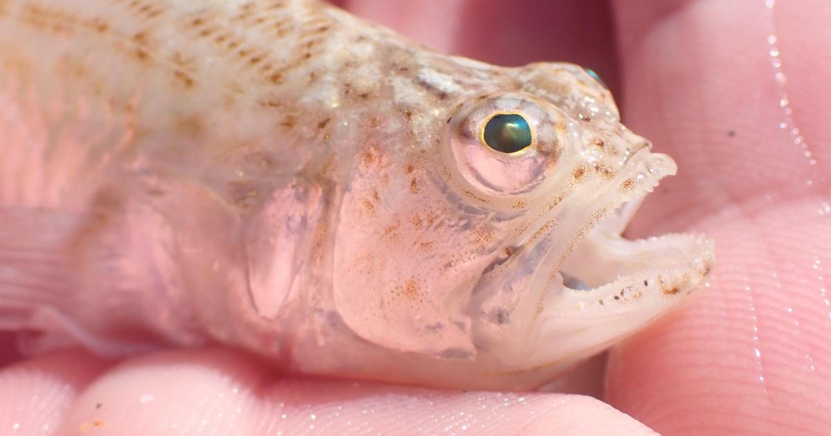 Dorset beachgoers share painful memories of weever fish