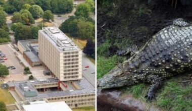 Probe into care of Norfolk suspect in crocodile attack
