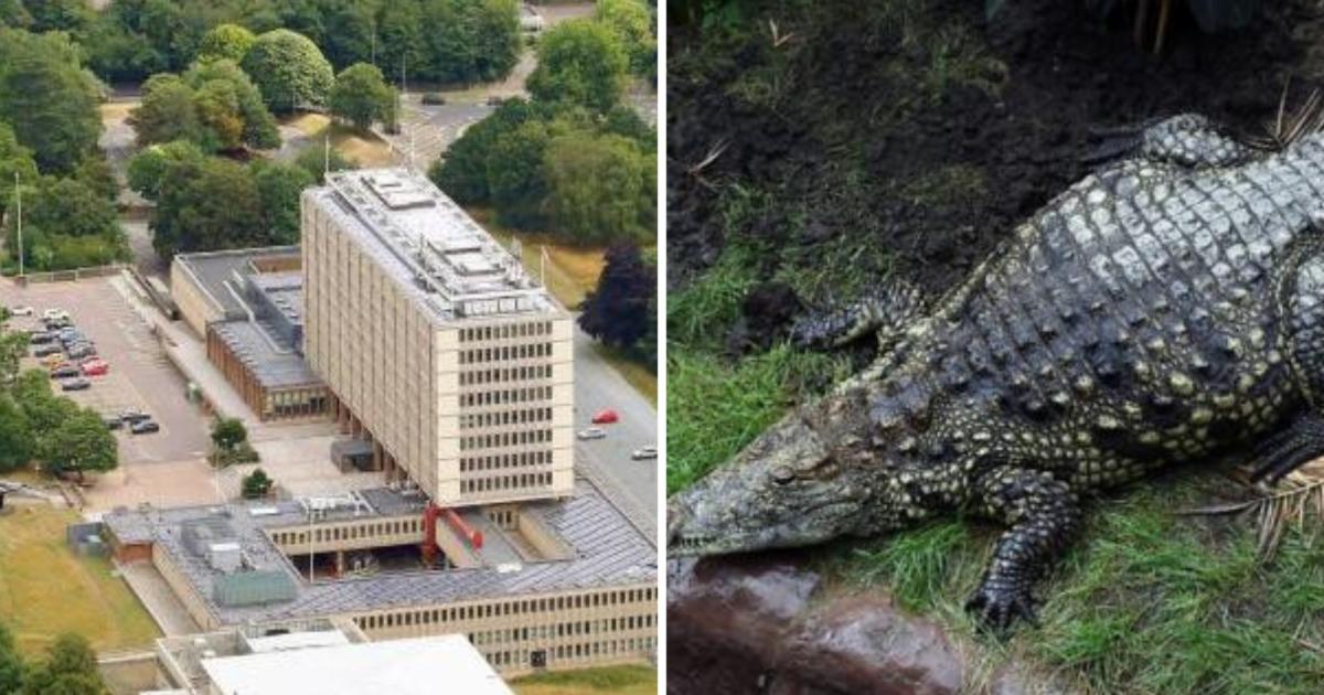 Probe into care of Norfolk suspect in crocodile attack