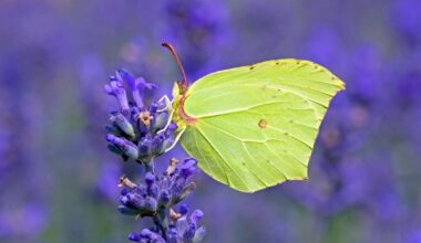 Berkshire picks Brimstone as its top butterfly in vote