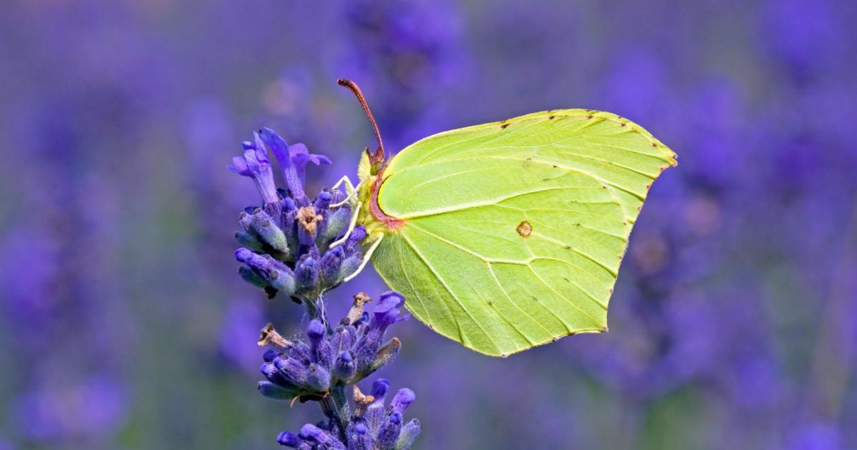 Berkshire picks Brimstone as its top butterfly in vote
