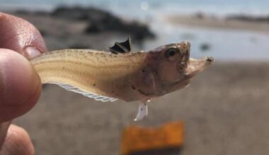 RNLI warning over venomous weever fish on Dorset beaches