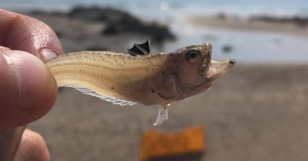 RNLI warning over venomous weever fish on Dorset beaches