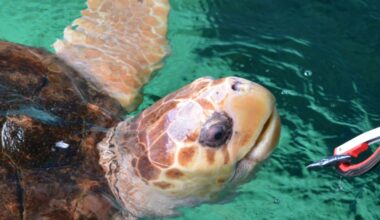 'I fed the loggerhead turtle at Bournemouth Oceanarium'