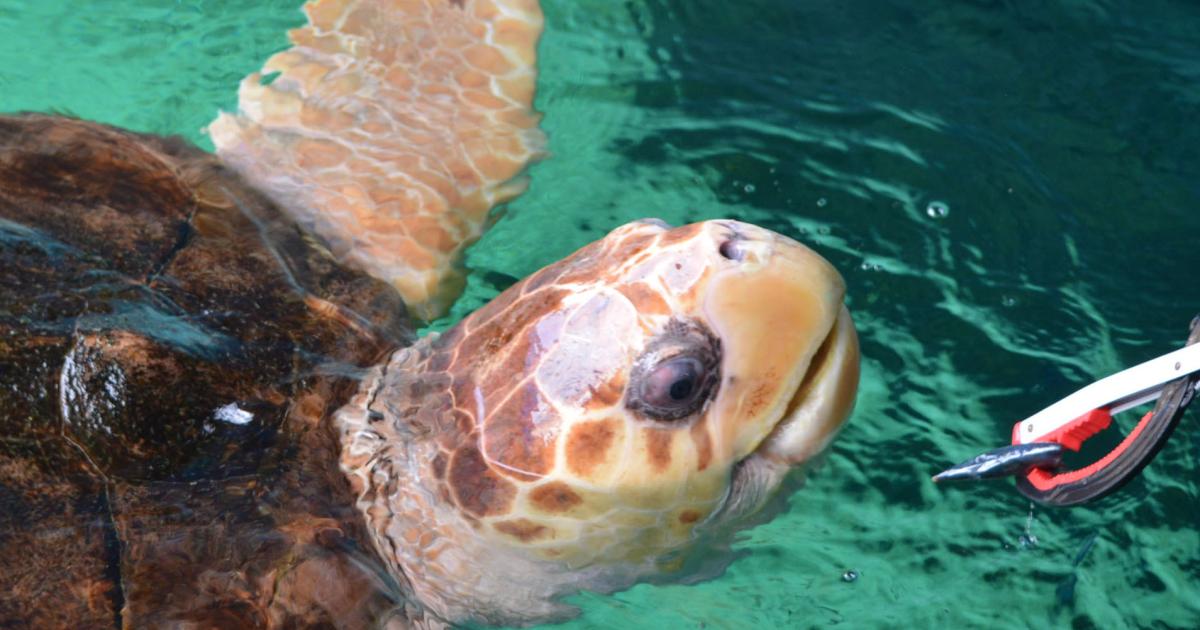 'I fed the loggerhead turtle at Bournemouth Oceanarium'