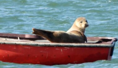 Seal seen sunbathing after climbing into red boat in Ipswich
