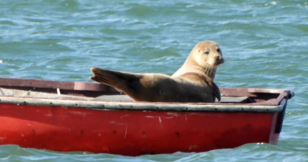 Seal seen sunbathing after climbing into red boat in Ipswich