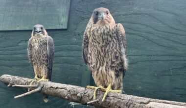 Peregrine falcons fastest animals on Earth spotted in Swindon