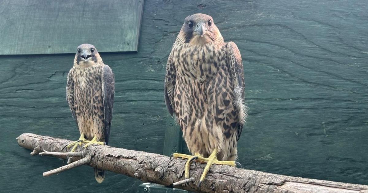 Peregrine falcons fastest animals on Earth spotted in Swindon