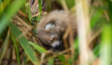 Endangered red panda twins born at Hertfordshire Zoo