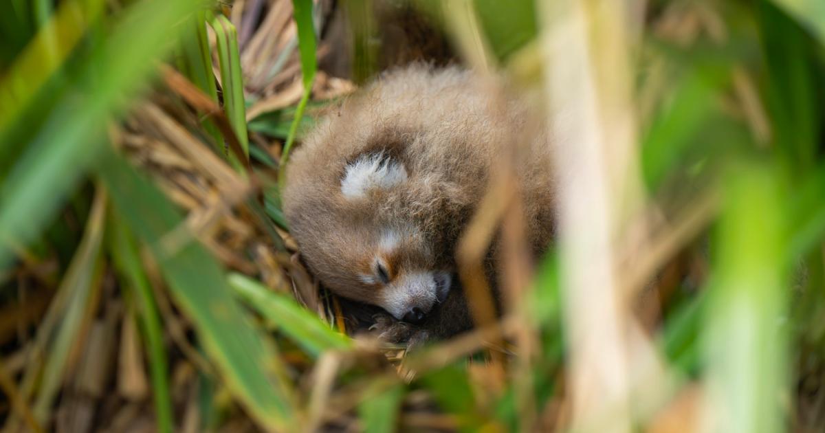 Endangered red panda twins born at Hertfordshire Zoo