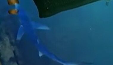 Rare sighting of blue shark captured in Weymouth Harbour