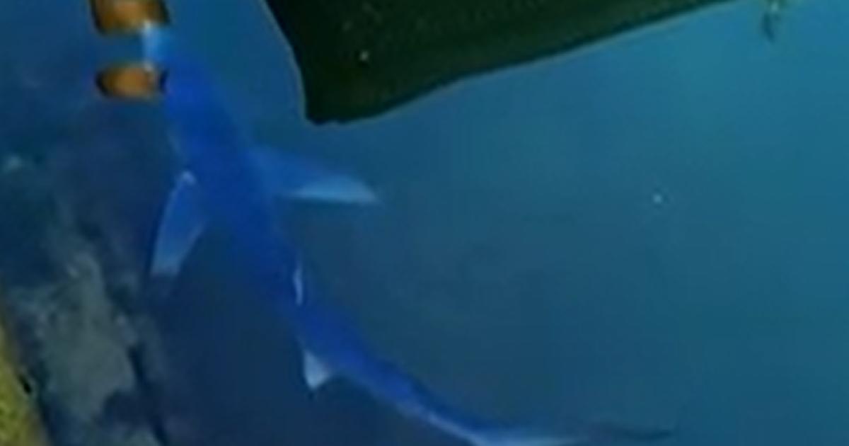 Rare sighting of blue shark captured in Weymouth Harbour