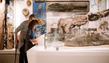 Dorset Museum & Art Gallery launch Community Access Ticket