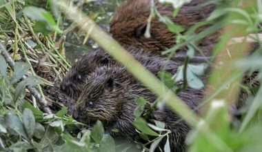 New baby beavers spotted at Sculthorpe Moor near Fakenham