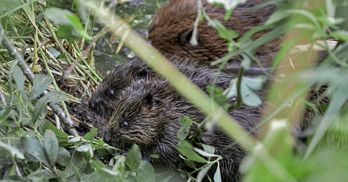 New baby beavers spotted at Sculthorpe Moor near Fakenham