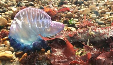 Portuguese man o'war spotted off Hampshire's Calshot beach