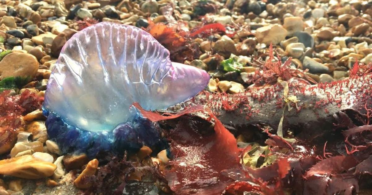 Portuguese man o'war spotted off Hampshire's Calshot beach