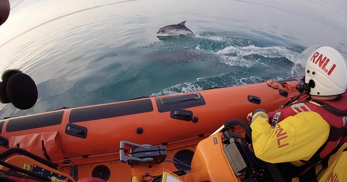 Dolphins delight Littlehampton RNLI during training