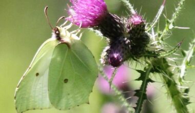 Why are so many butterflies near Stevenage and Hitchin?